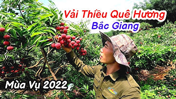 Vải thiều được mùa sai chíu cành vụ 2022 | Hoàng Thắng Vlog