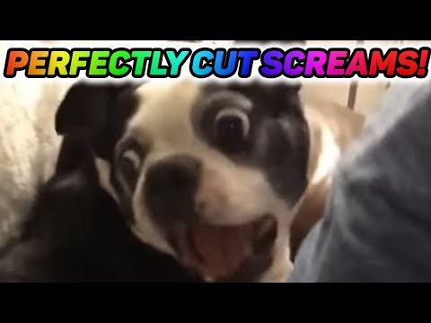 perfectly-cut-screams-6-(2019)