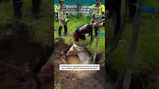 🐴 Rescate impactante en Sevilla.