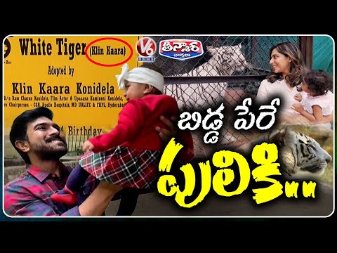 Ram Charan and Upasana Name Daughter Klin Kaara for Adopted White Tiger | V6 Teenmaar - V6NEWSTELUGU