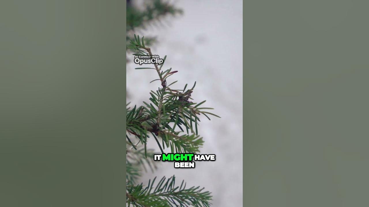 Unveiling the Real Foresty Forest Surprise Meet up YouTube