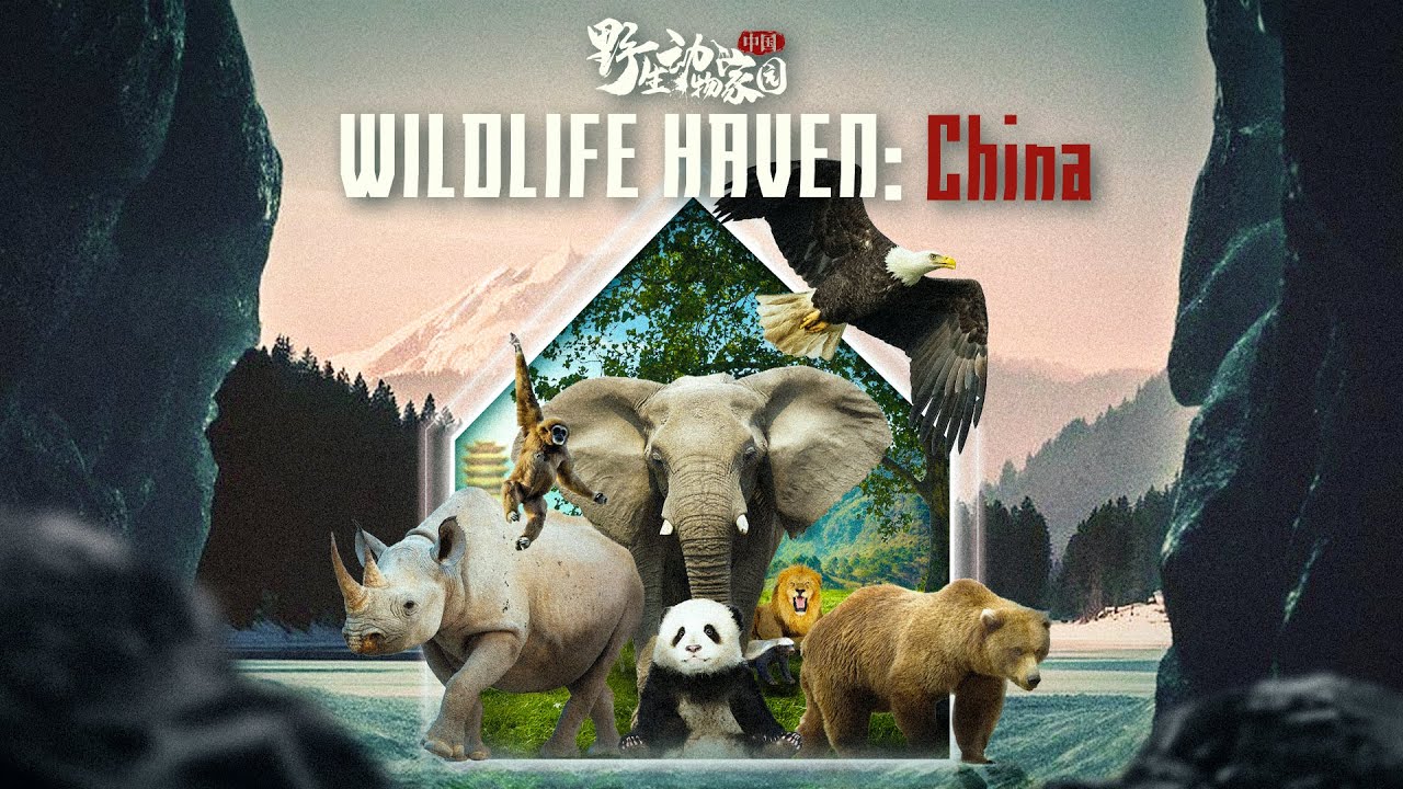 Wildlife Haven China_中国野生动物家园- YouTube