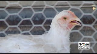 New bird flu mutations raise concerns about human transmission