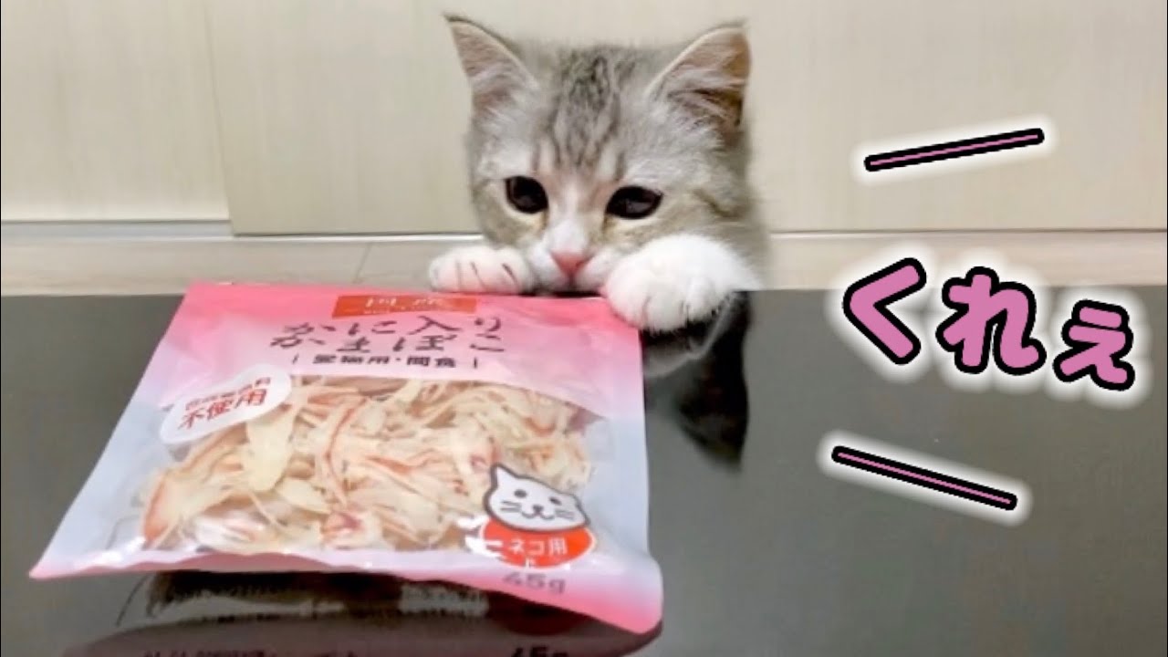 初めてのカニカマにとり憑かれてしまった子猫がこちらです【スコティッシュフォールド】