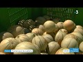 Ref:gR5UIhEFUbg Melons : les caprices climatiques font craindre une r�colte compliqu�e dans le haut-poitou
