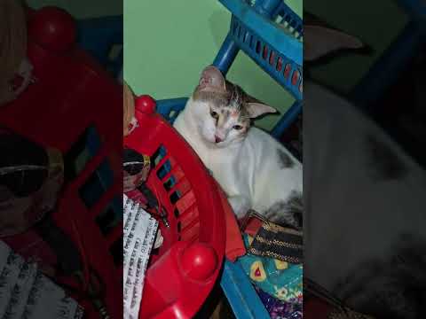 Cat Funny Cute Cutecat Kitten Shotfeed Viral Cutecates Simmba Cuteanimal