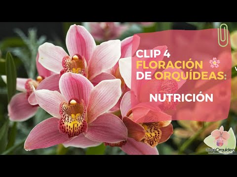 Video: Alimentación De Orquídeas Durante La Floración: ¿cómo Alimentar A Una Orquídea En Flor En Casa? ¿Y Cuándo Necesita Ser Alimentado?