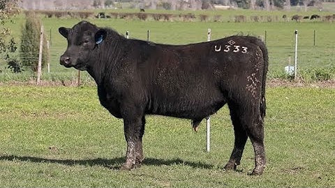 Lot 39 - Cluden Newry September 2024