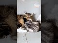 🌺😺 Maine Coon C&acirc;lins : Sherkan et Shippie, Tendres Instants de Bonheur F&eacute;lin ! 💕🛋️ (20 mois) 927