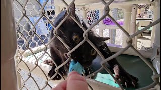 Shelter Cats Rate: Tiki Cat Stix Tuna in Creamy Gravy [REAL]