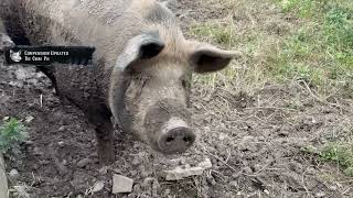 Animal 32/159: Big China Pig. Red Dead Redemption 2 2026 Compendium Update
