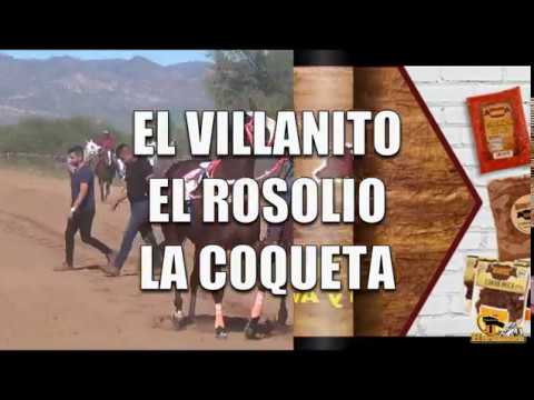 Video: Cebolla Turfy