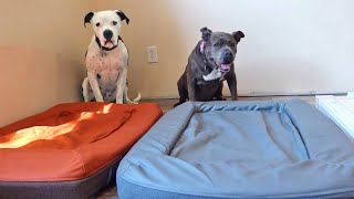 Rescue Pitbulls Can't Believe Their New Giant Beds