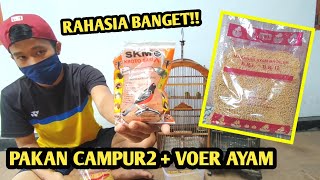 AUTO BERTELUR!! MENAIKAN BIRAHI PLECI BETINA AGAR CEPAT BERTELUR