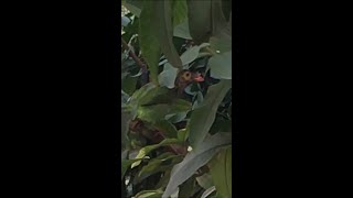 RARE PARROT EATING GUAVA| #shorts #parrot #ringneckparrot #trending #short #youtubeshorts #viral