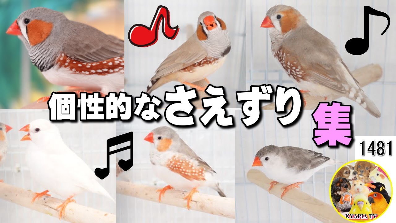 すずめさんとキンカチョウさんのポーチ×2♪ キンカチョウのさえずり・鳴き声 集めました|かわいいオス メス