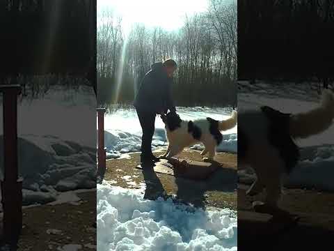 Ландсир. Коротко о породе собак Landseer