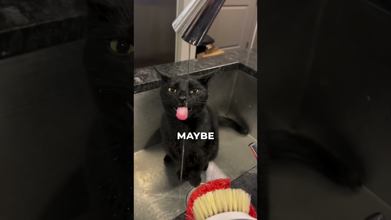 Its Teeth Are Razor SHARP 👿🐈