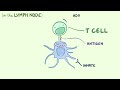 Introduction to the immune system