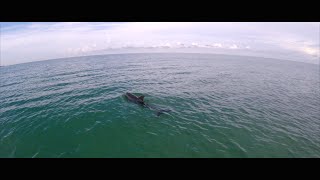 Anna Maria Island &amp; Dolphins 4K