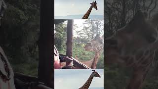 Feeding a Giraffe in Kenya 🇰🇪 🦒🦒