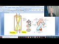 Development of CVS in Arabic 7 (  Bulbus cordis & valvles of heart ) , by Dr. Wahdan .