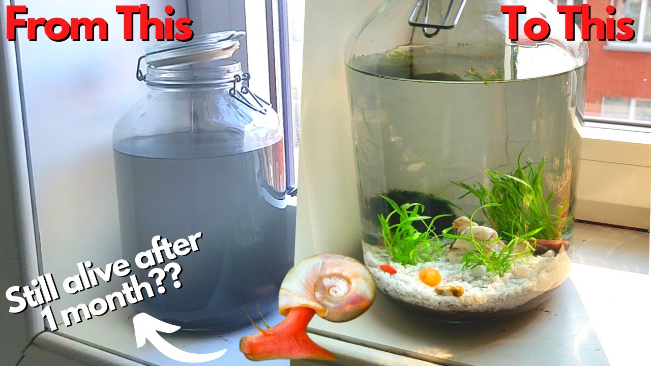 How to Make an Ecosphere, Don't Make These Mistakes