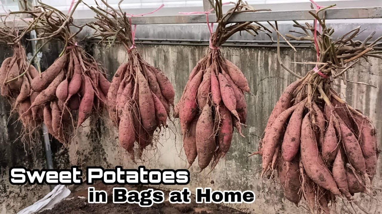 Linn Acres Farm: The Harvest: Sweet Potatoes in Grow Bags