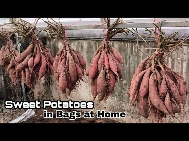 Growing and Harvesting Sweet Potatoes in Potato Bags  YouTube