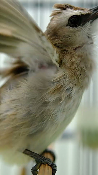 Trucuk Ropel Panjang  #trucuk #trucukan #burung #trucukangacor #birdsounds #birdslover #trucukropel