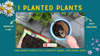 How To Plant Plants - And Add Wheels To A Whiskey Barrel - Part Two - Sort Of #gardening