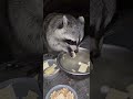 Cutest raccoon eating crackers ever!