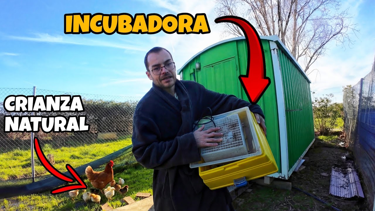 Criar pollitos en casa, ¿Incubadora o crianza natural? ¿Es mejor comprar directamente las gallinas?