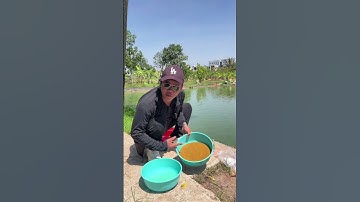 Câu cá chép cũ quấn ổ  #chungnguyenfishing #shorts