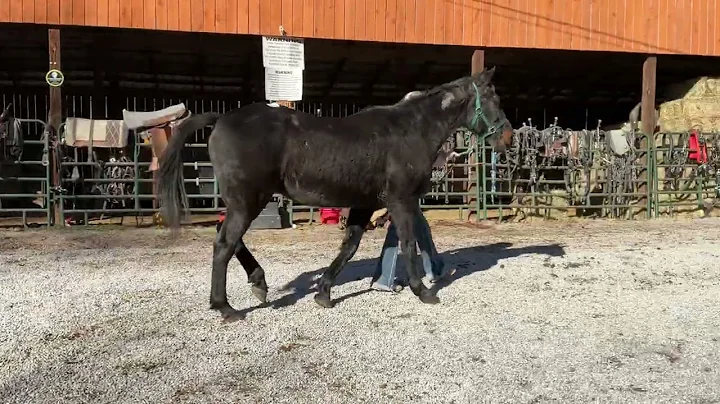 2503 standardbred gelding 15.1H branded $850 plus $40 Coggins deadline 12/19/25 ￼