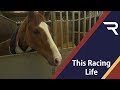 Point to point and pony racing  this racing life  racing tv