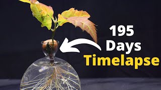 Growing an Oak Tree from Seed in TIMELAPSE