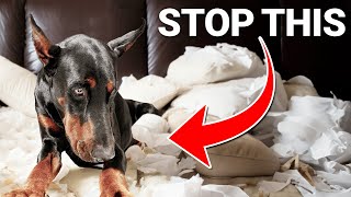 How to STOP Your Dog from DESTROYING Your House! by Shannon Walker - The Pack Leader 356 views 2 months ago 5 minutes, 34 seconds