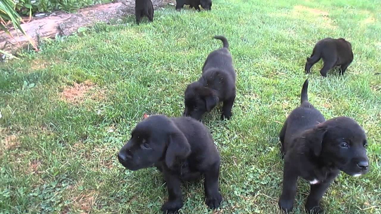 Black Lab Puppies For Sale In PA - YouTube