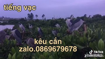tiếng vạc kêu vạc gáy bản chuẩn đánh tháng 8 năm 2021 cho ae