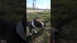 Амстафф 9 Месяцев Всем Привет Amstaff 9 Months Staffy