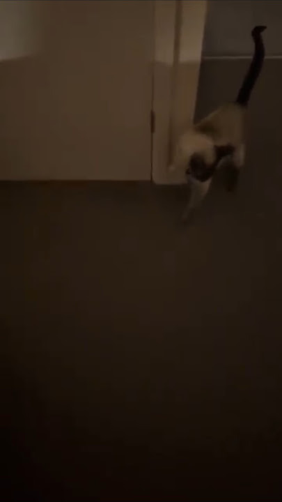 Clingy Siamese Cat 🐾 Malibu Follows Me Everywhere! #SiameseCat #KittenCentralUK