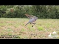 Chasse du pigeon avec appelant  le glaneur  toutpourlahuttefr