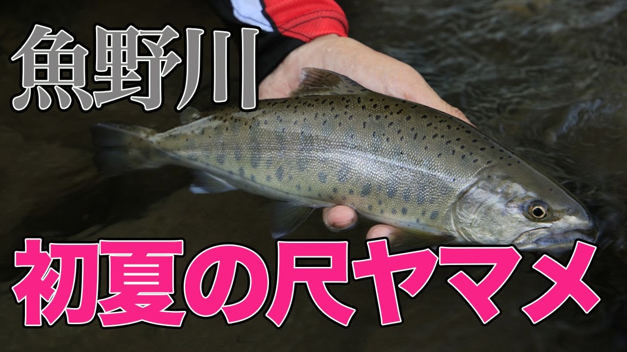 【千島克也】夕マヅメの大逆転劇！初夏の尺ヤマメ【魚野川本流】
