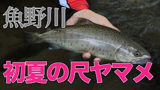 【千島克也】夕マヅメの大逆転劇！初夏の尺ヤマメ【魚野川本流】