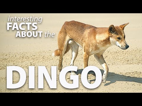 Interesting Facts About The Dingo