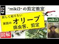 421 オリーブの病虫害と剪定 miki3