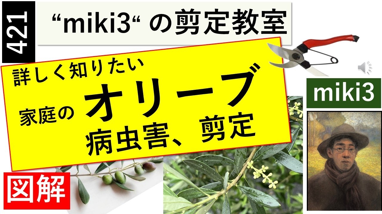 421 オリーブの病虫害と剪定 miki3