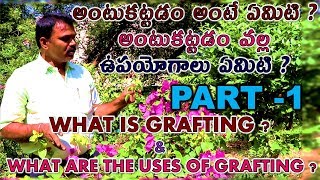 What is Grafting in telugu | Grafting Methods | Techniques | Benefits of Grafting | Alltrotv