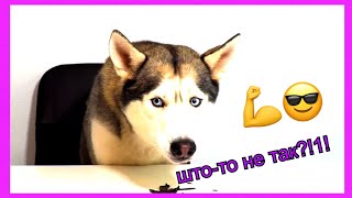 картинка: мукбанги зашли слишком далеко #4